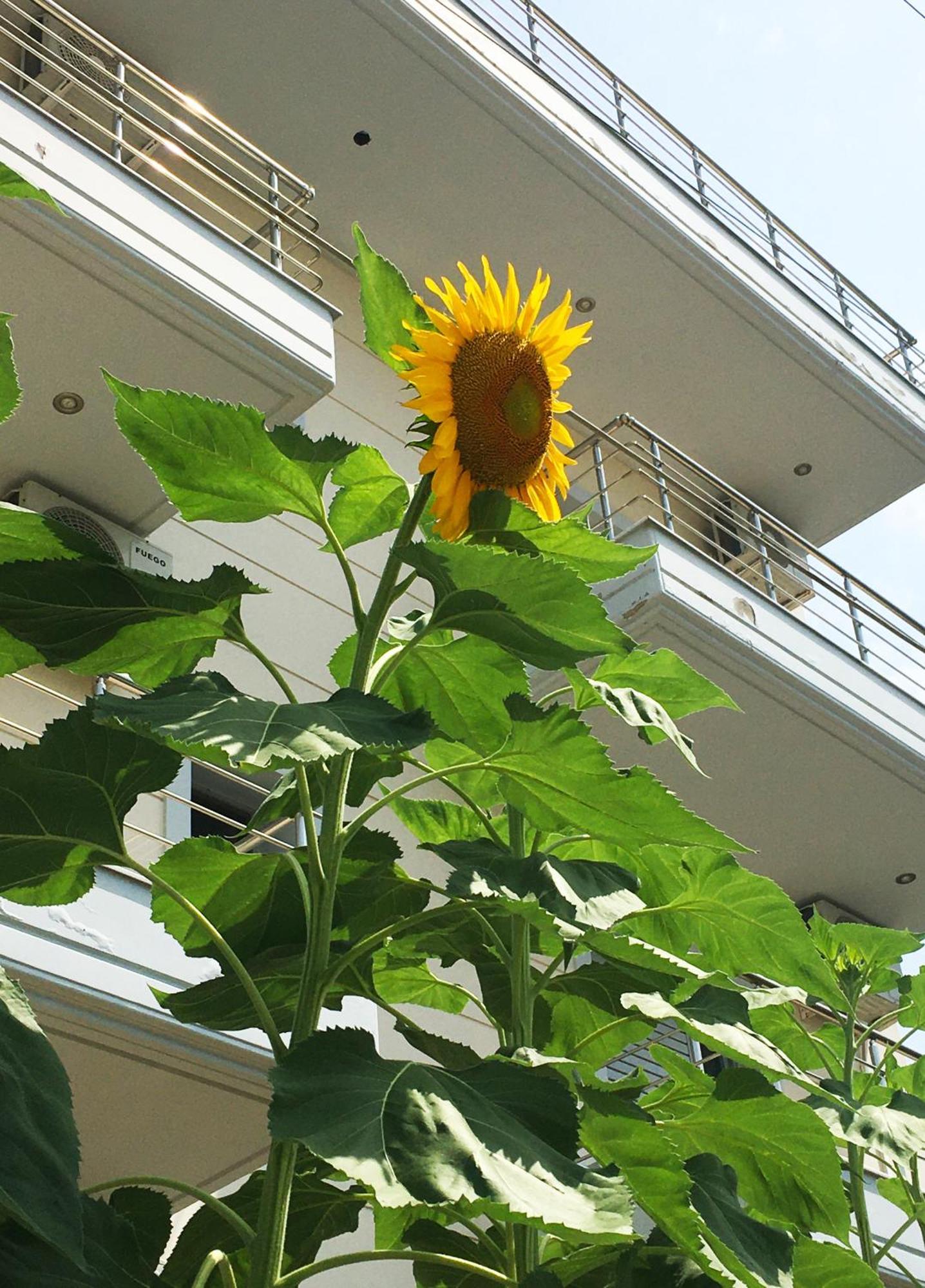 Sunflower Himara Εξωτερικό φωτογραφία